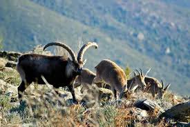 Subasta de machos de cabra montés de Gredos marca récord absoluto con 323.000€